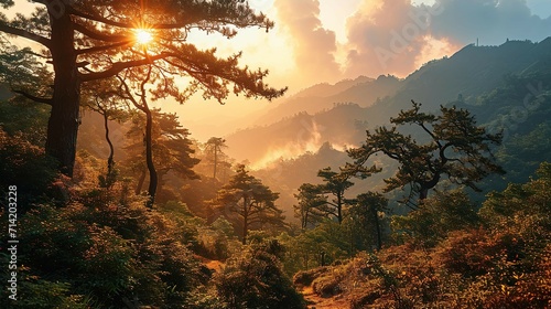 Pine forest in the mountains at sunrise, China.