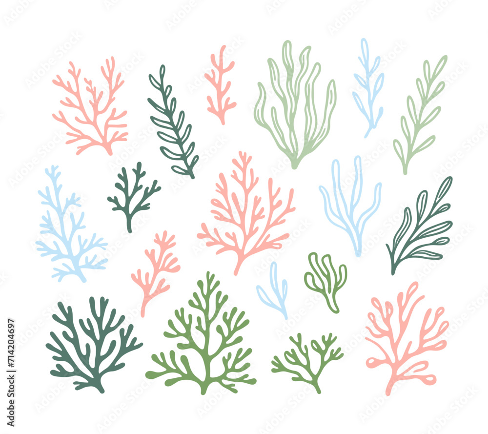Fototapeta premium Colored vector seaweed on a white background.