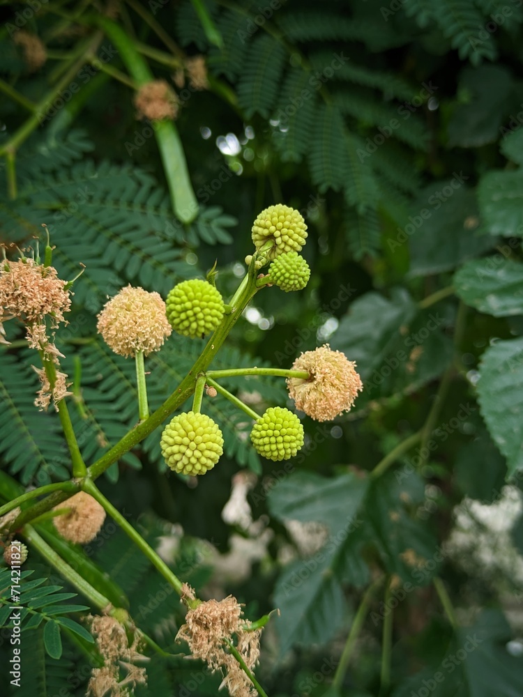 close up of a tree cone shap flower close up of a tree cone shap flower