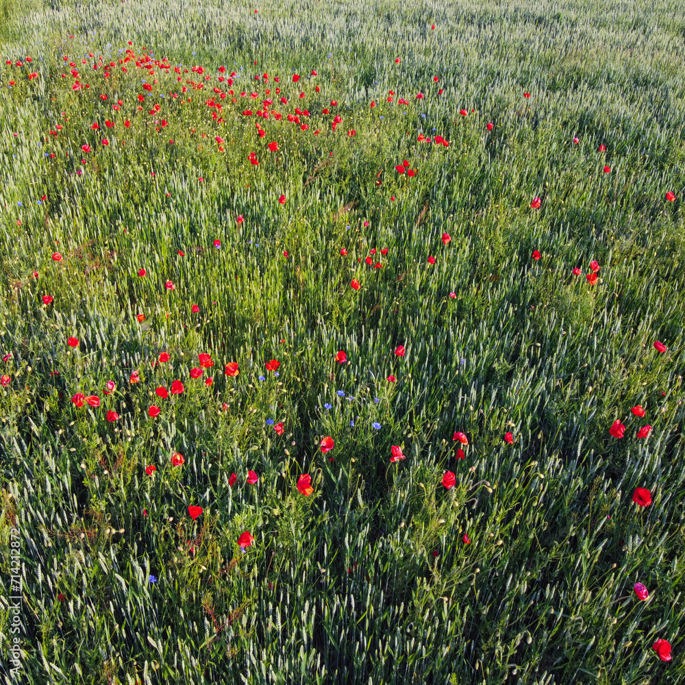 Red poppies on a wheat field on a sunny day, aerial view. Background.