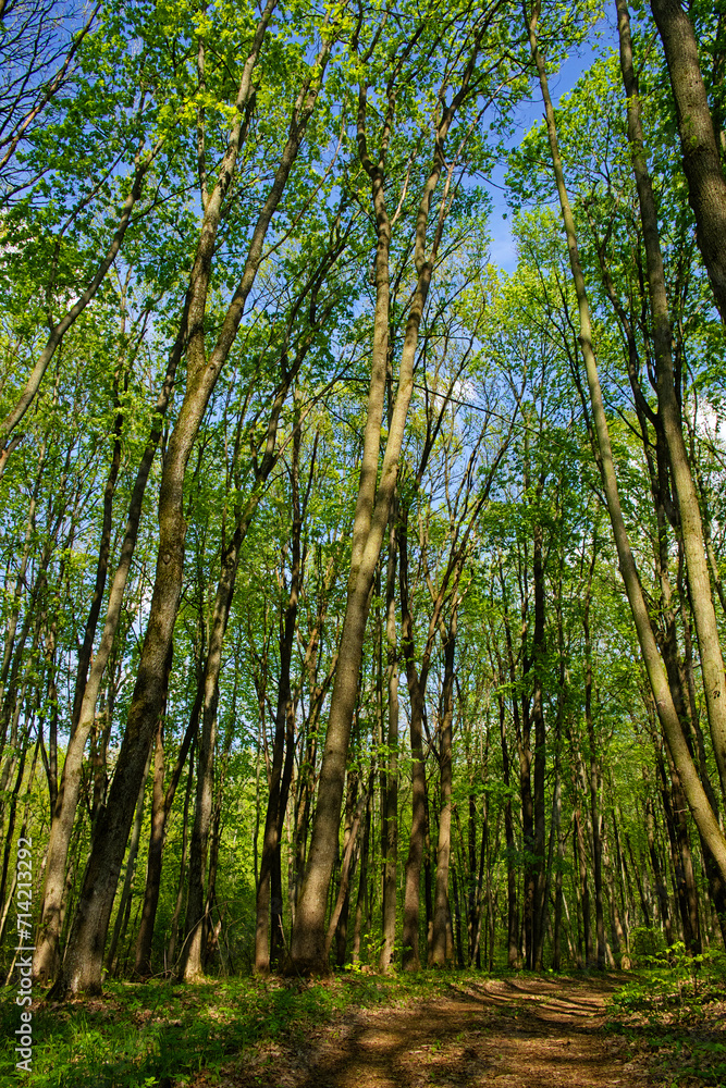 Sunlight pierces through the green canopy of a serene, dense woodland. Sunlight pierces through the green canopy of a serene, dense woodland.