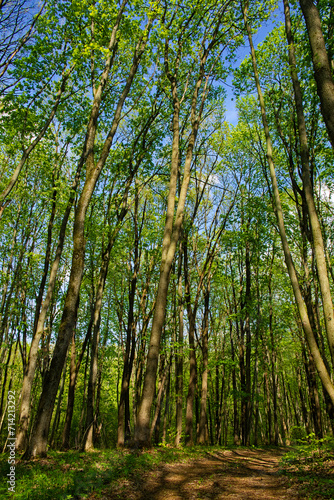 Sunlight pierces through the green canopy of a serene, dense woodland.