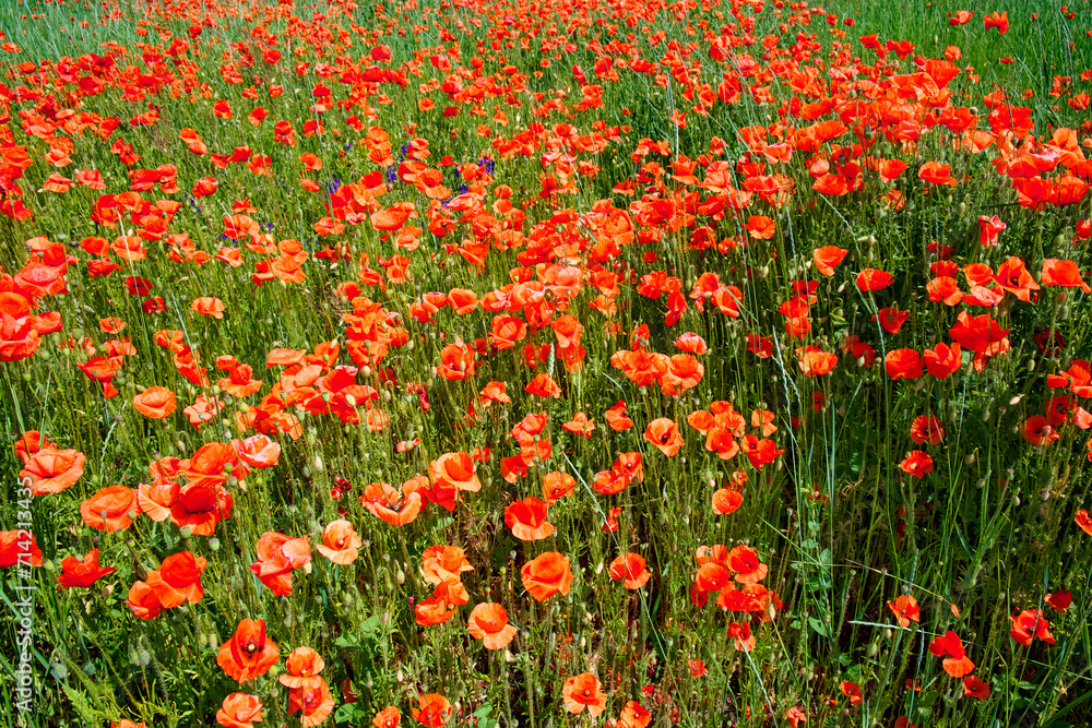 Poppies and grass create a vibrant contrast of red and green.