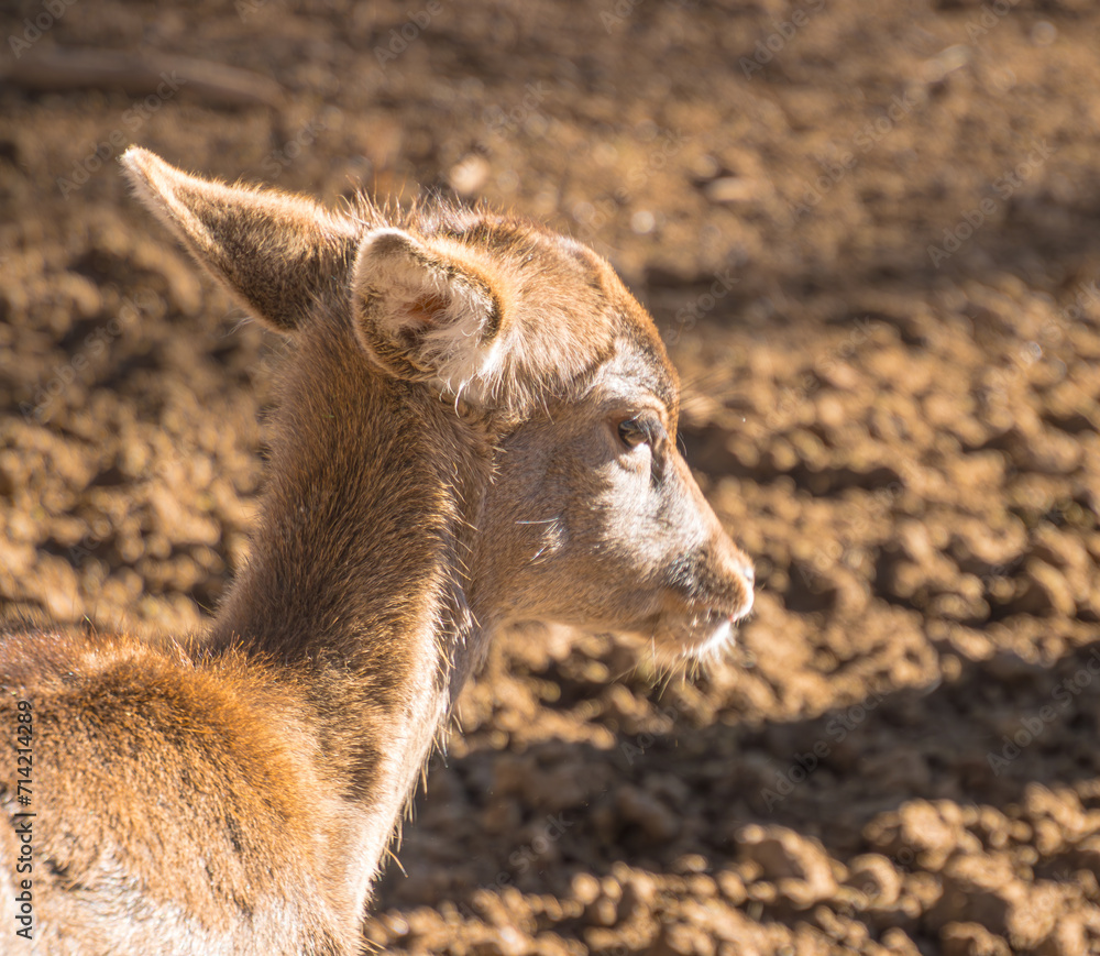 Fototapeta premium baby deer