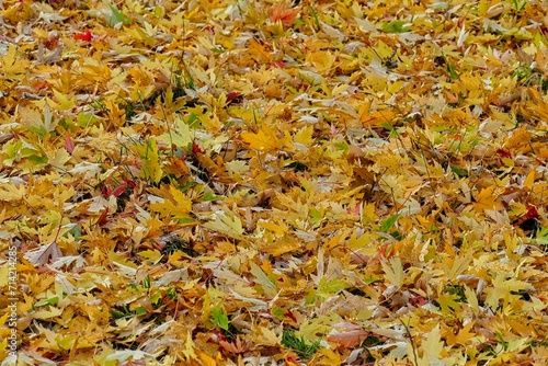 Jesienny dzień w lesie. Ziemia pokryta jest grubą warstwą opadniętych, suchych liści.