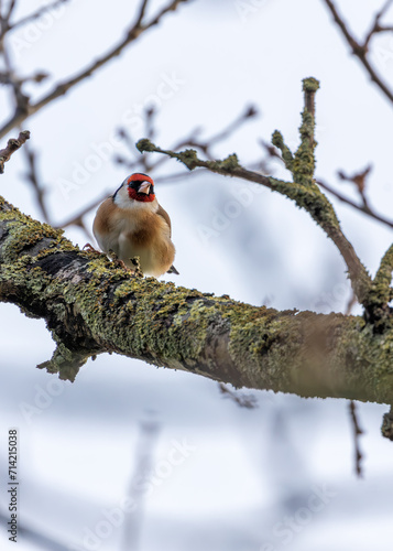 Dublin's Gilded Gem - European Goldfinch (Carduelis carduelis) in Killiney photo