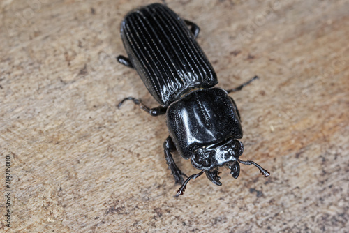 Lucanidae beetle (Stag beetles) of genus Figulus found on the island of Mauritius. photo