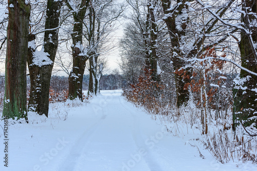 Polna droga zimą, pokryta grubą warstwą śniegu. W śniegu widać odciśnięte ślady samochodów. Po obu stronach drogi rosną duże dęby. © boguslavus
