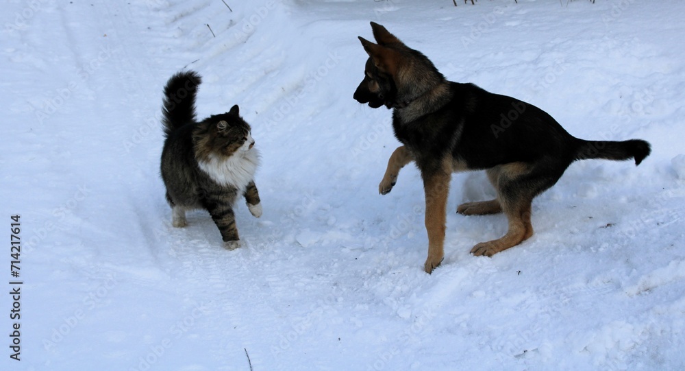 Naklejka premium eternal enemies - cat and dog, preparing for a snow battle