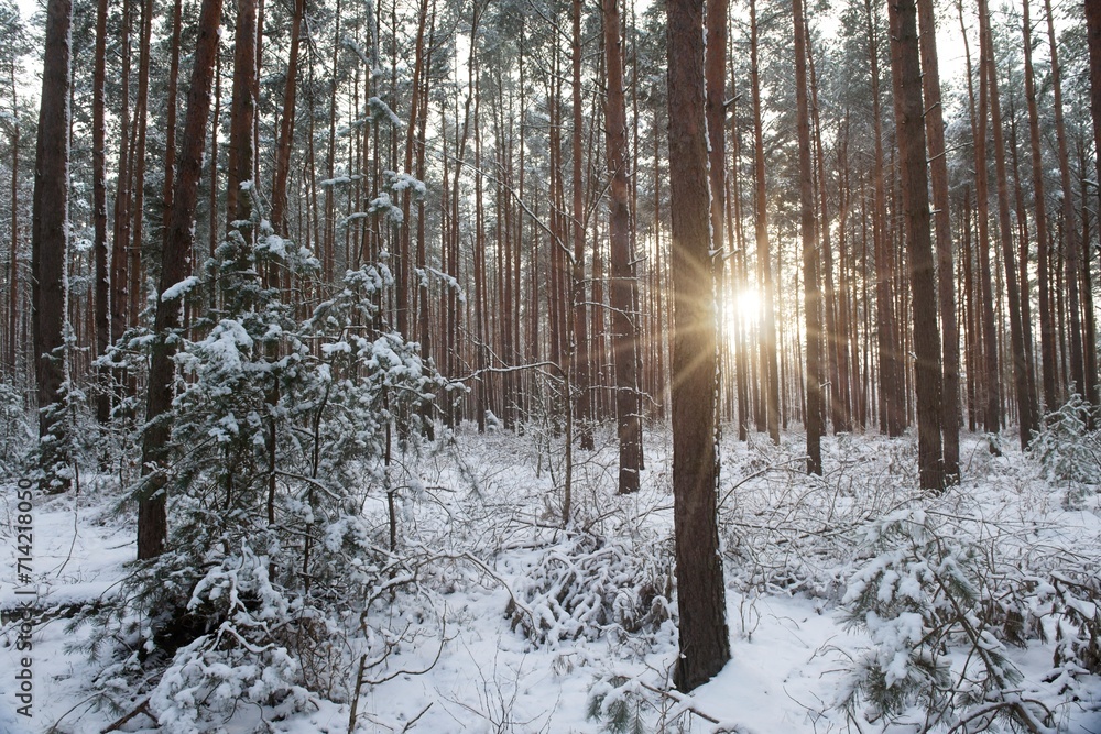 Wysoki, sosnowy las zimą. Śnieg pokrywa korony drzew, ziemię i oblepia smukłe wysokie pnie. Gałęzie drzew uginają się pod ciężarem śniegu.