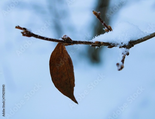 the last autumn leaf hangs on a snowy branch