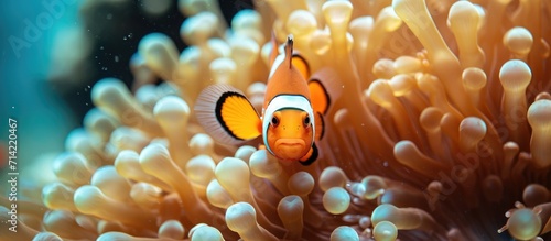 A clownfish peers from an anemone on an Indonesian coral reef.