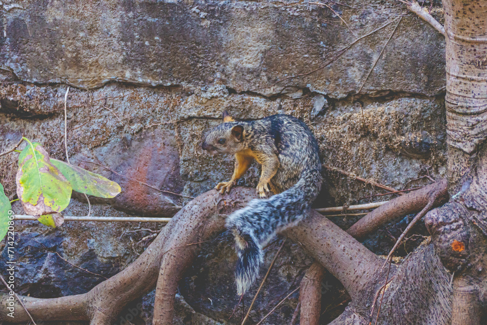 squirrel on a root