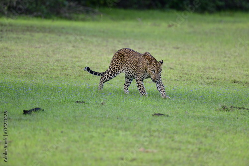 Panthera Pardus Kotiya, The Sri Lankan Leopard in Wilpattu National Park photo