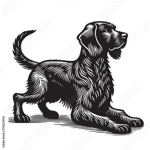 German Wirehaired Pointer. Deutscher Drahthaariger. Vorstehhund. Deutsch Drahthaar. Hunting dog. Vintage retro engraving illustration. Black icon, logo, label. isolated element. photo