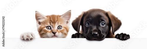 Photo of cute cat and dog with their heads visible on white background © LFK