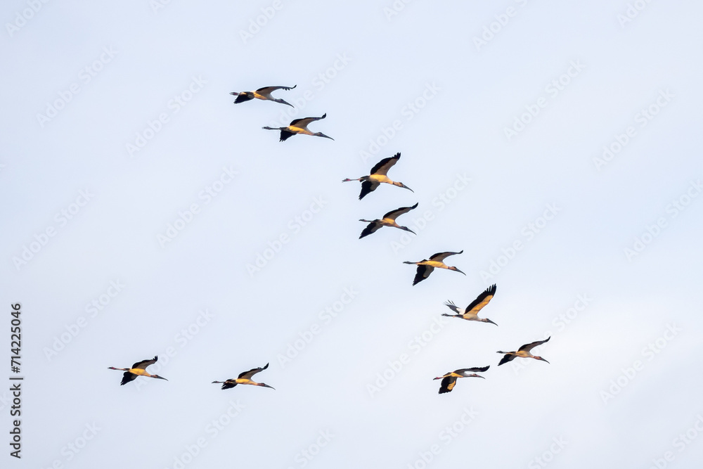 grupo de cigüeñas americana calva volando en el cielo azul, en autlan de navarro, jalisco grupo de cigüeñas americana calva volando en el cielo azul, en autlan de navarro, jalisco
