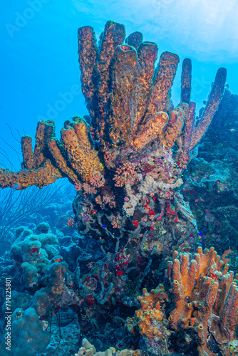 Caribbean coral garden, Bonaire photo