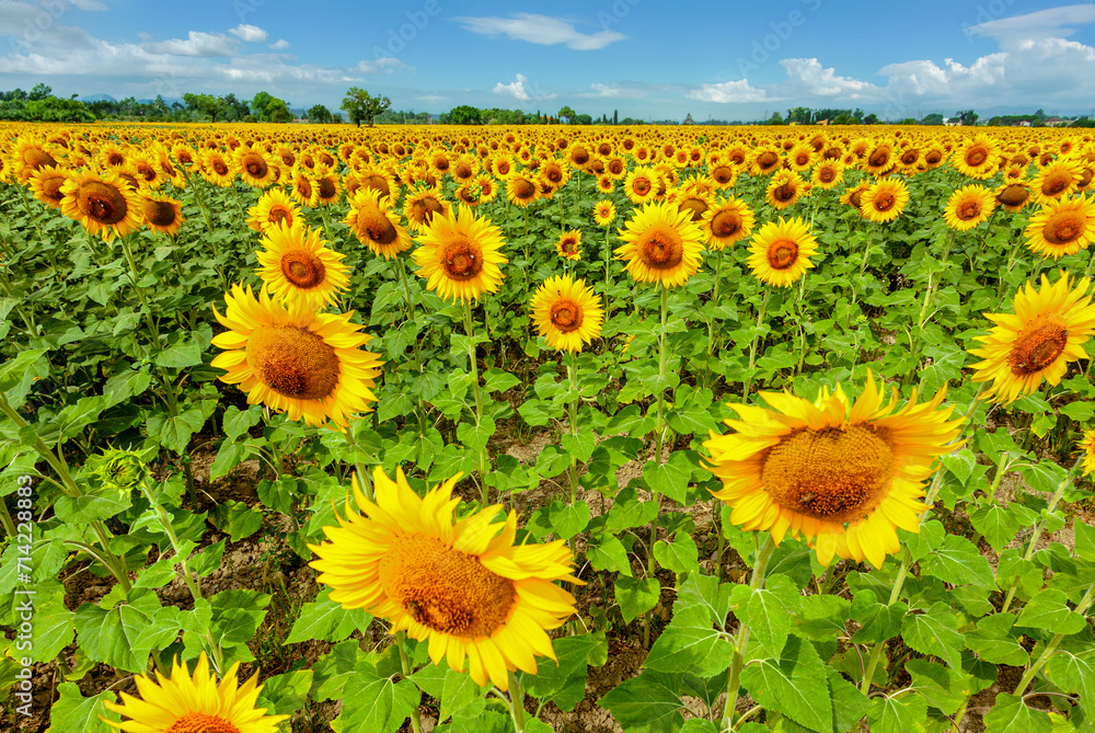 Fototapeta premium Field of sunflowers in full spring bloom with bee pollination.