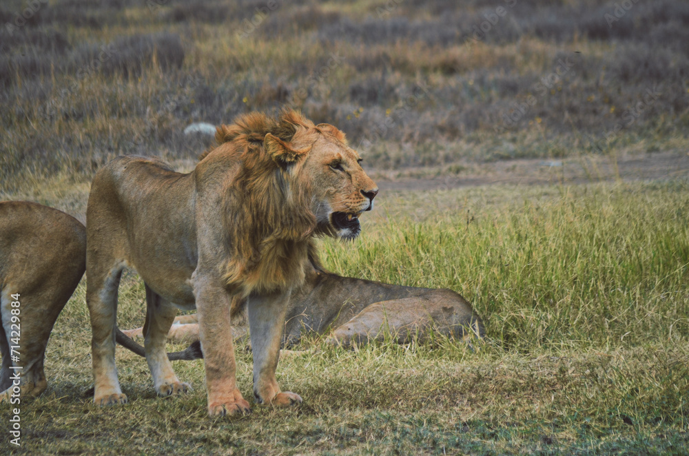 a large lion walking through tall grass next to other animals a large lion walking through tall grass next to other animals