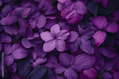 Purple flower petals and leaves, seen from above © Robby