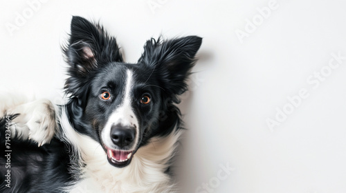 Playful border collie Australian shepherd dog laying on white floor, black and white dog, looking at camera, shot from above, room for type, pet care, pet health, dog food, veterinary concepts © enigmaestro