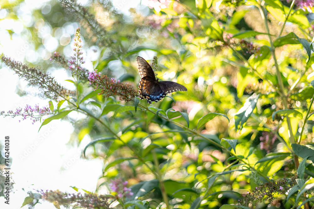 Butterfly on a bush Butterfly on a bush