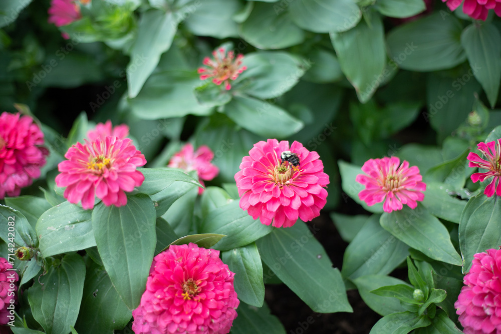 A bee visiting a flower garden