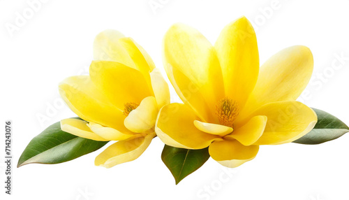 Gelbe Magnolien isoliert auf weißen Hintergrund, Freisteller
