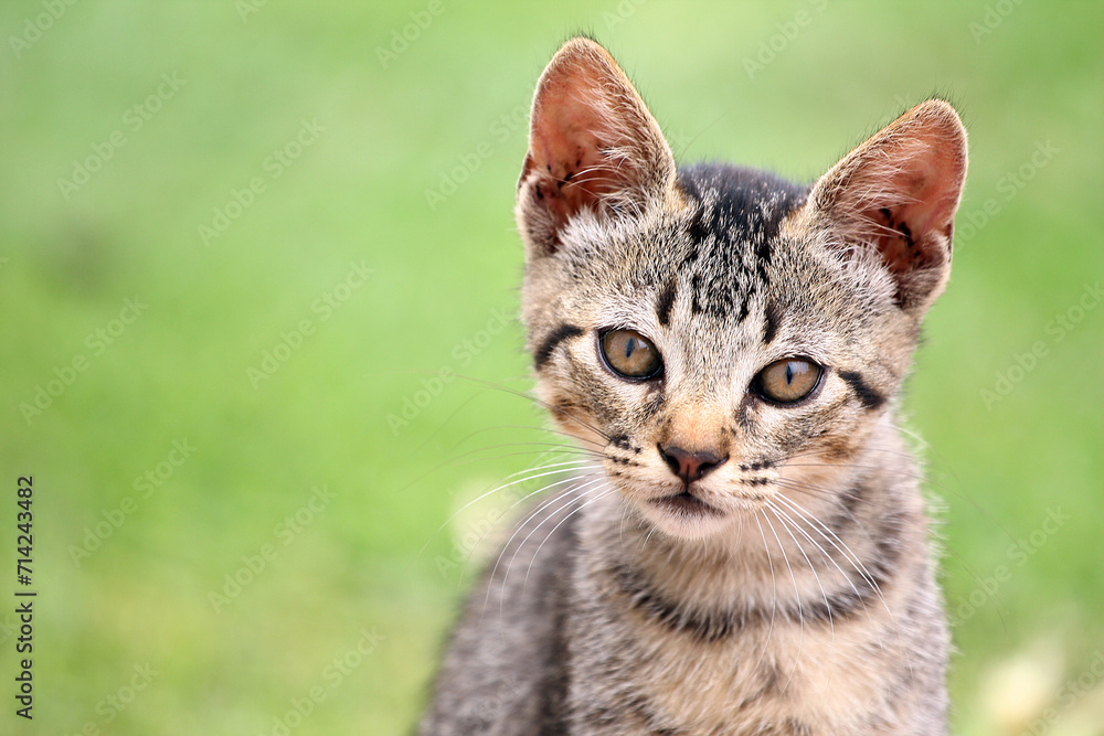 Portrait of a cute brown cat staring at camera with green background Portrait of a cute brown cat staring at camera with green background