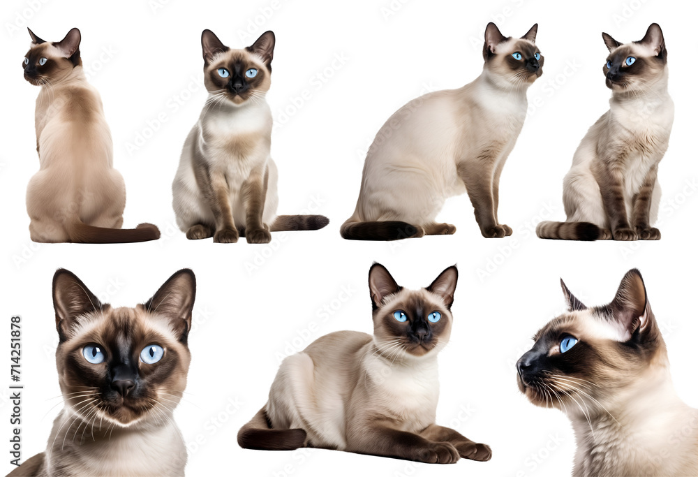 Siamese cat kitten kitty many angles and view portrait side back head shot isolated on transparent background cutout, PNG file - obrazy, fototapety, plakaty 