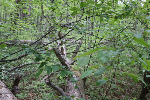Gałęzie w lesie