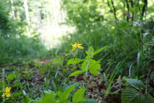 Kwiat w lesie
