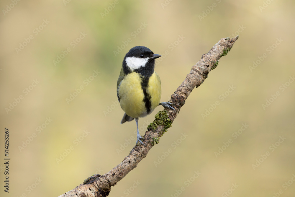 Great Tit Parus major, a passerine bird, perched Great Tit Parus major, a passerine bird, perched