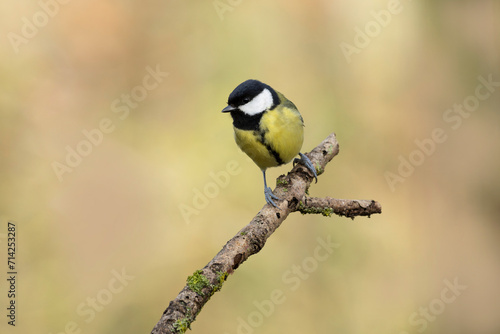 Great Tit Parus major, a passerine bird, perched