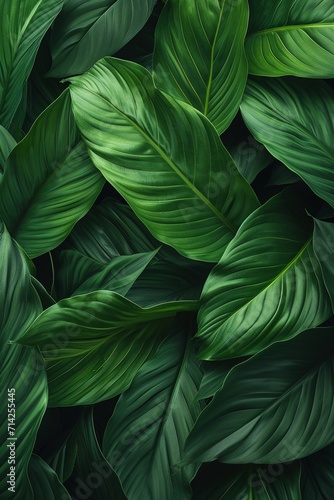 leaves of Spathiphyllum cannifolium, abstract green texture, nature background, tropical leaf vertical banner.