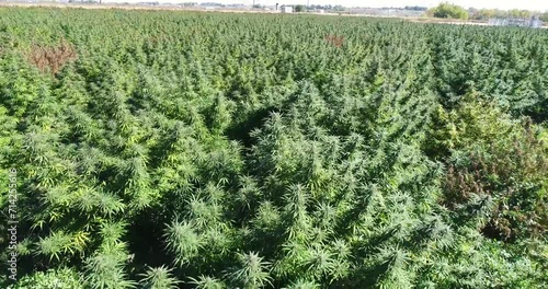 Aerial drone footage of hemp field in Colorado