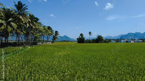 Nanjinaad paddy field and western ghats mountain range kanyakumari, Tamil Nadu, India 