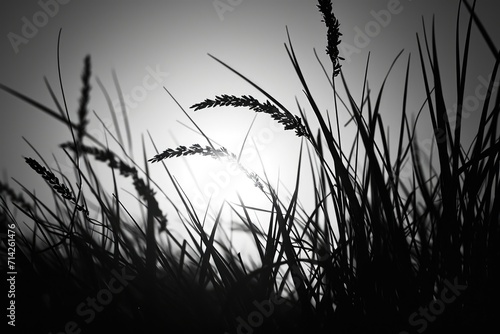 A black and white photo showcasing tall grass. Suitable for nature and landscape themes