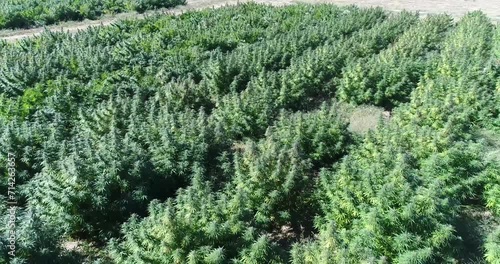 Aerial drone footage of hemp field in Colorado