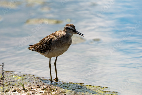 Wood sandpiper photographed in the Kruger National Park, South Africa.