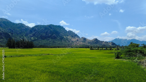 Beautiful green paddy field, Nanjinaad region and western ghats mountain range kanyakumari, Tamil Nadu