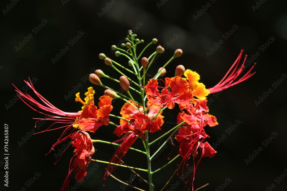 Vibrant Red and Yellow Flowers in a Beautiful Garden Bloom, Adding Colorful Beauty to the Natural Setting of Summer Vibrant Red and Yellow Flowers in a Beautiful Garden Bloom, Adding Colorful Beauty to the Natural Setting of Summer