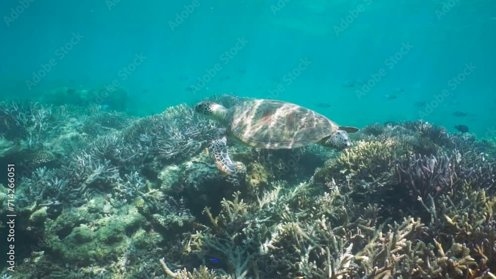 A green sea turtle underwater in the ocean swims over a coral reef, natural scene, south Pacific, New Caledonia, Oceania A green sea turtle underwater in the ocean swims over a coral reef, natural scene, south Pacific, New Caledonia, Oceania