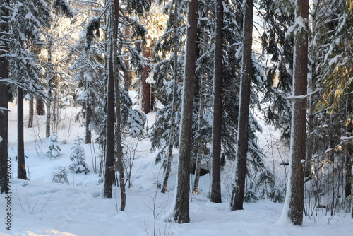 snow covered trees