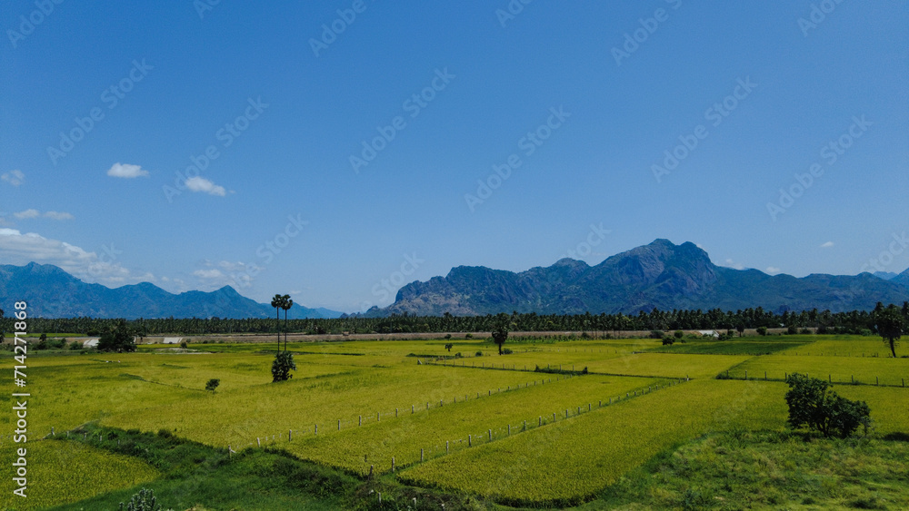 Nanjinaad paddy field and western ghats mountain range kanyakumari, Tamil Nadu, India 
