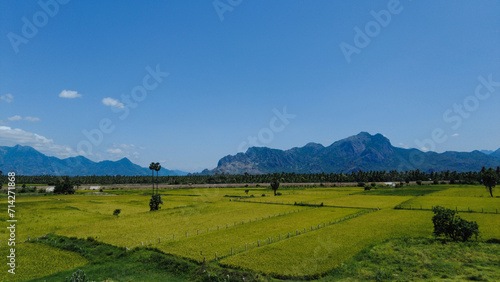 Nanjinaad paddy field and western ghats mountain range kanyakumari  Tamil Nadu  India 