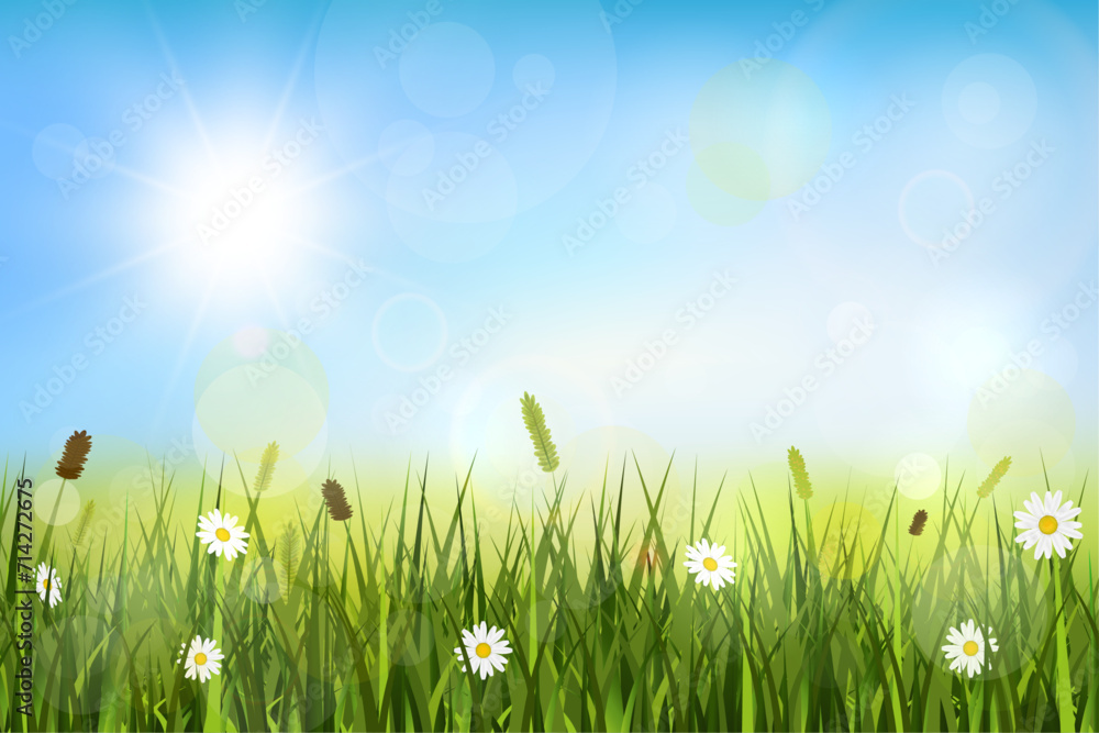 Spring background with sunshine, blurry lights, meadow and wild flowers