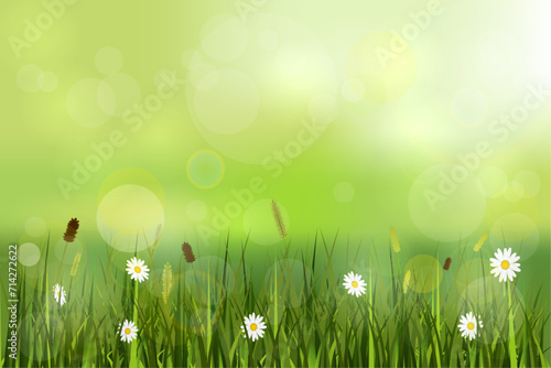 Green spring background, landscape with blurry lights, meadow and wild flowers