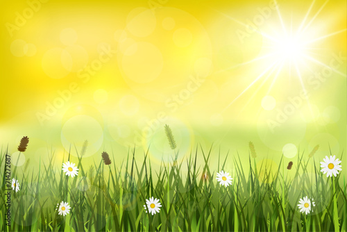 Summer background, landscape with yellow sunshine, blurry lights, meadow and wild flowers